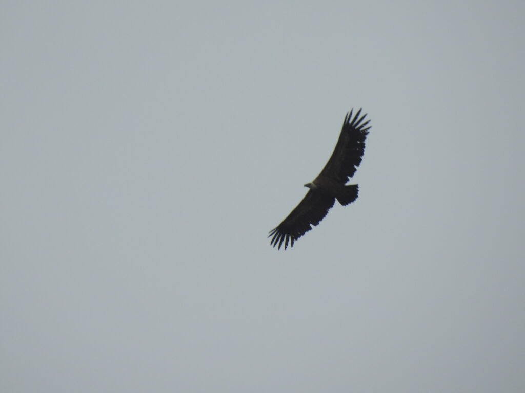 Buitre leonado sobrevolando los acantilados del Valle del Isábena en el Pirineo aragonés