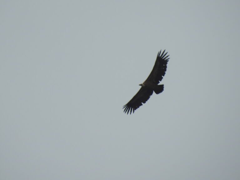 Buitre leonado sobrevolando los acantilados del Valle del Isábena en el Pirineo aragonés